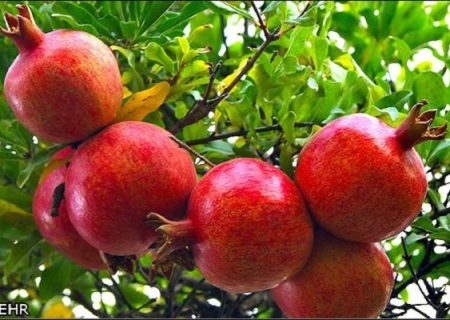 مرگ تدریجی یک برند ملی