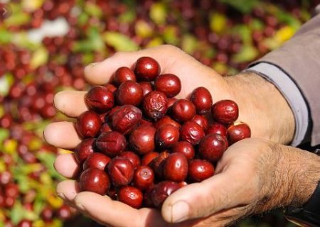 چرا از عناب دارو نمی‌سازیم؟