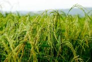 غرامت به شرط بیمه؛ تکلیف کشاورزان سیل‌زده چیست؟