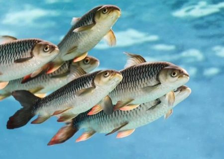 آلودگی نفتی؛ تهدید قدیمی و زخم جنگی بر پیکر آبزیان