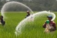 توزیع ۴۰۰ تن کود اوره بین کشاورزان ورامین طی شهریورماه