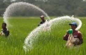 توزیع ۴۰۰ تن کود اوره بین کشاورزان ورامین طی شهریورماه