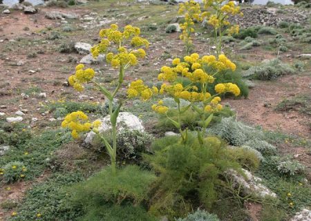 کشت آنغوزه؛ فرصتی برای درآمدزایی کشاورزان ورامین